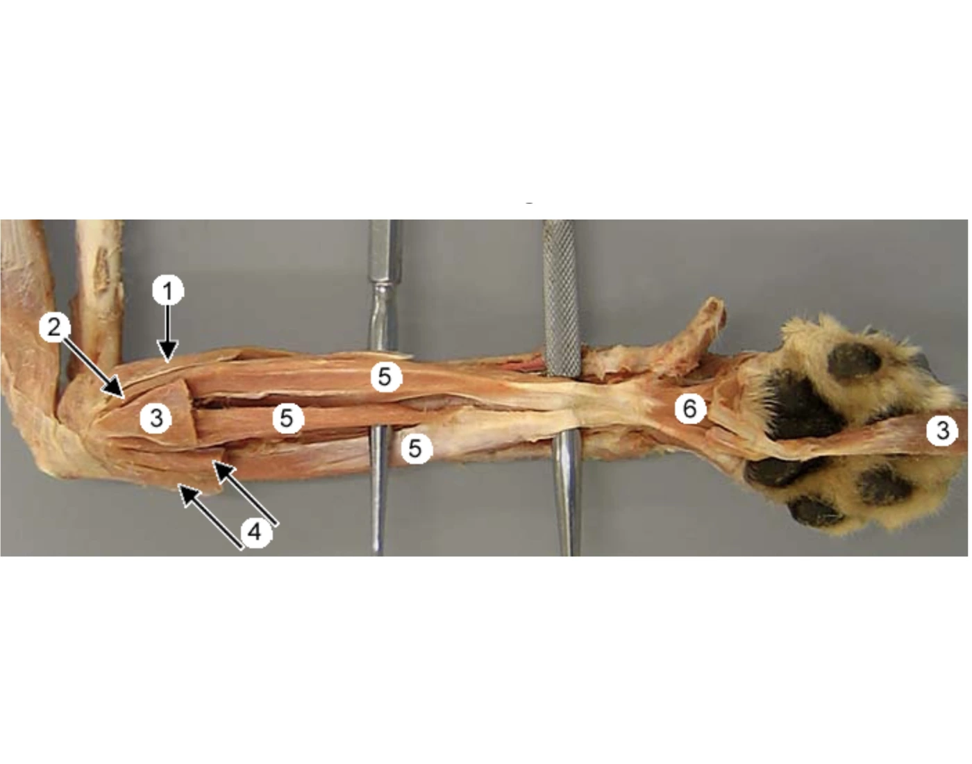 Canine live distal forelimb — Printable Worksheet
