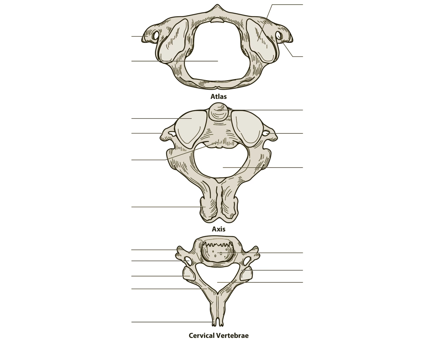 Axis, Atlas, Cervical Vertebrae - Bones & Markings Quiz