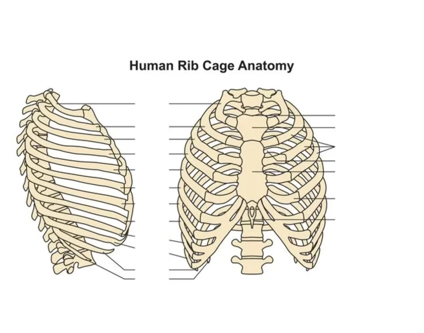 Printable Rib Cage Template.pdf HUMAN RIB CAGE ANATOMY — Printable Worksheet