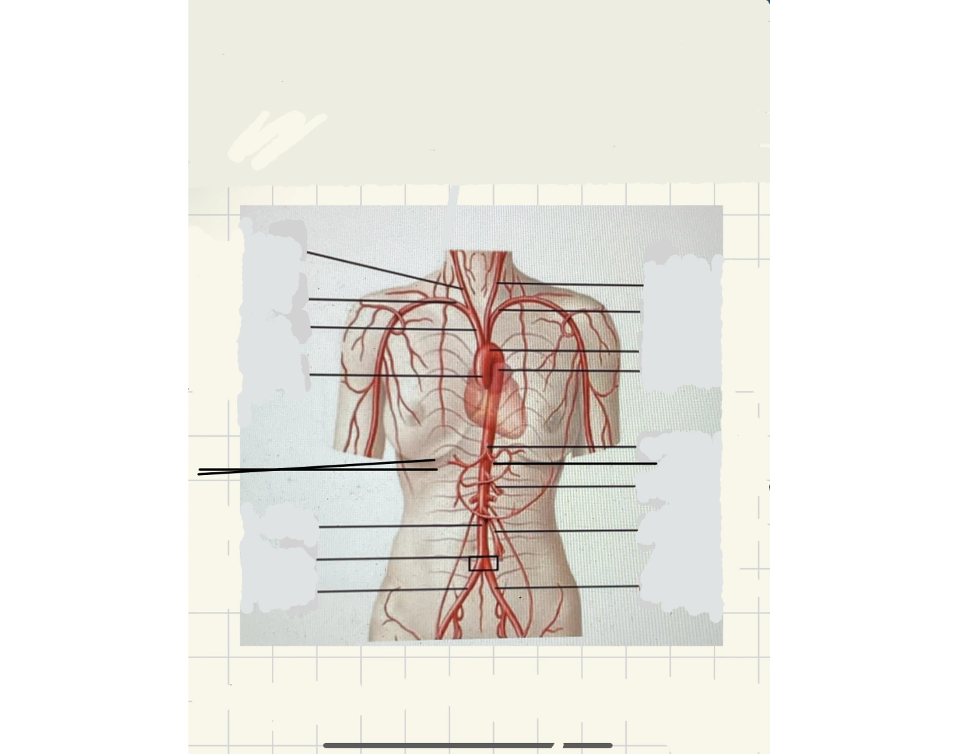 Anatomie van de arteriën — Printable Worksheet