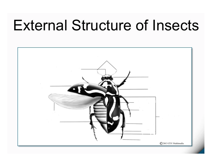 External Structure of Insects Quiz