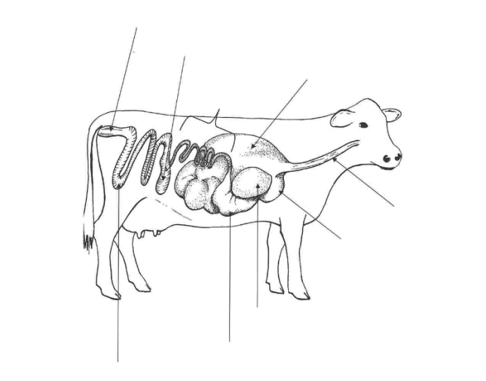 Trivia In Ruminants Ruminant Cow Digestive System — Printable Worksheet