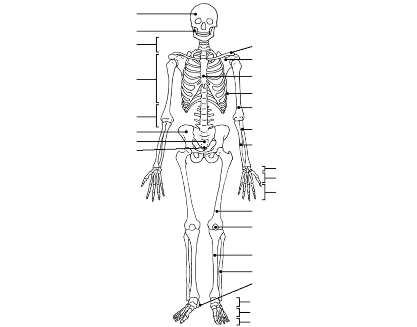 Skeleton Labeling Game Worksheet.pdf Human Skeleton Labeling Game — Printable Worksheet