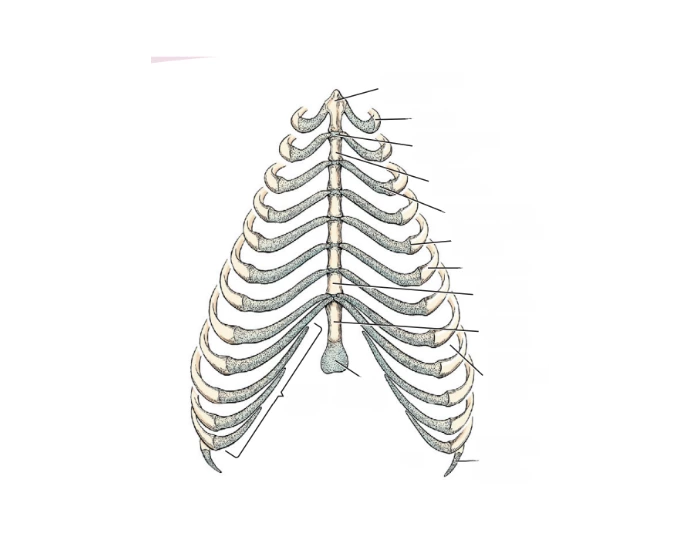 RIbs & Sternum, ventral aspect — Printable Worksheet