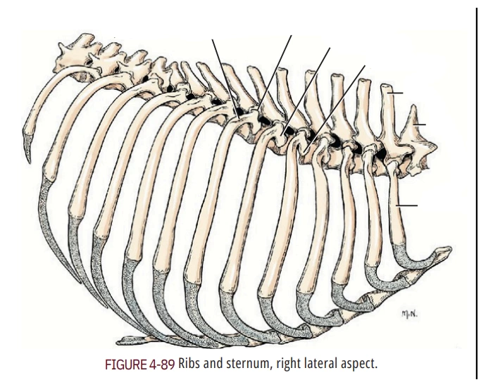 Ribs , Lateral Quiz