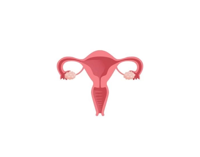 Female reproductive system Quiz
