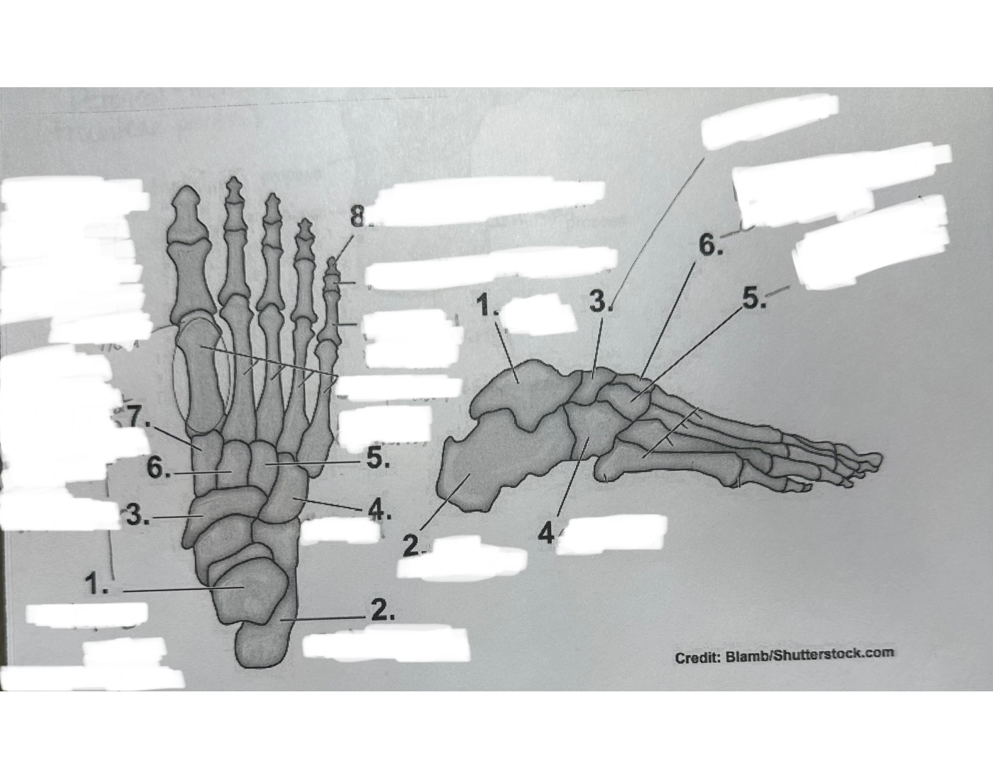 Identify Toes Labeling: Toes, Foot, Ankle Quiz