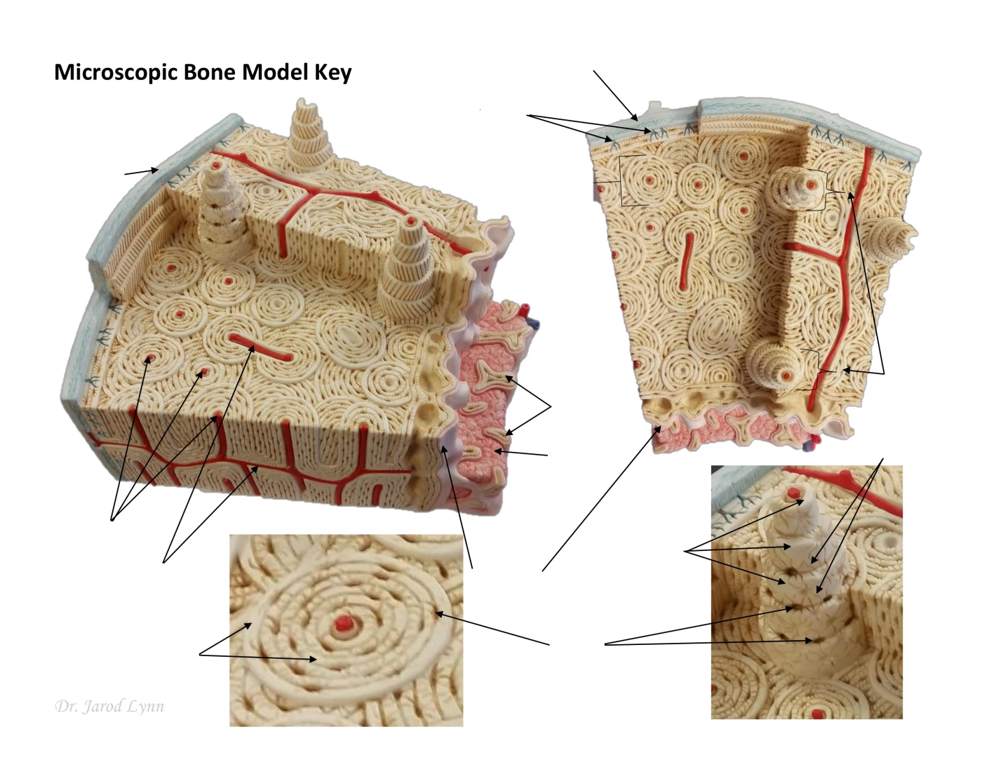 bone model Quiz