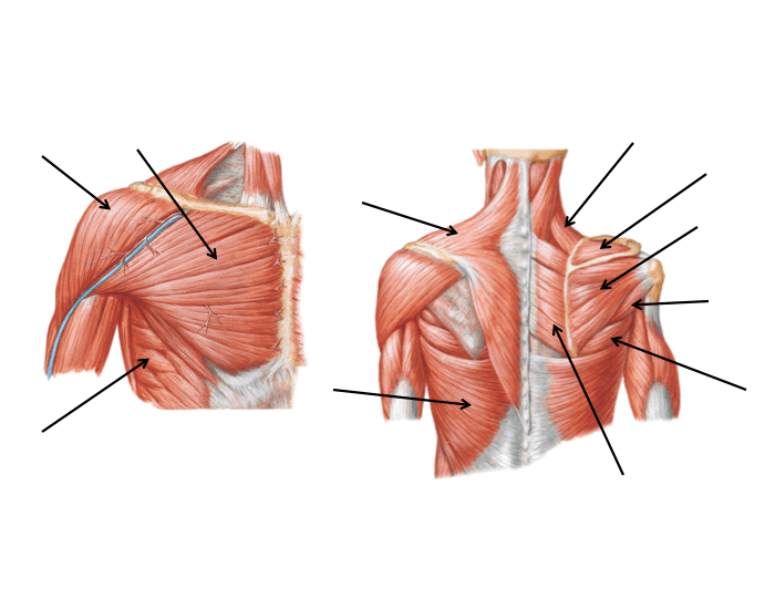 Diagram Of Chest Muscles in 2024  Shoulder muscle anatomy, Muscle anatomy,  Muscle diagram