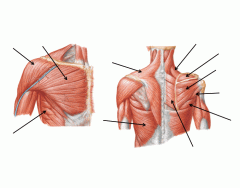 Muscles of the shoulder joint