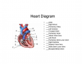 Anatomy & Physiology of the Heart