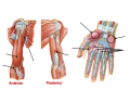 Muscles of the arm and hand