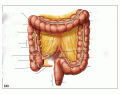 Large intestine