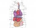 Rat Internal Organs