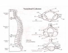 Bones and Bony Landmarks of the Vertebral Column