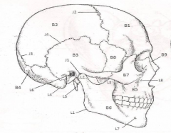 Bones, Joints, & Bony Landmarks of the Skull