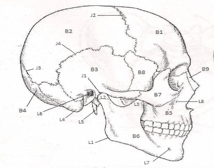 Bones Quizzes