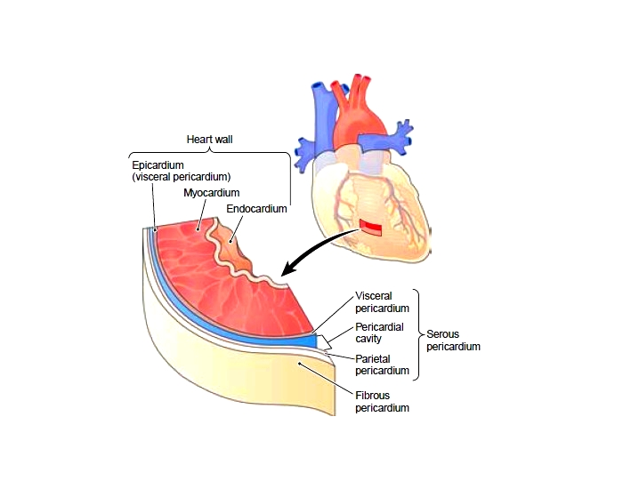 Functions of Heart Walls Quiz
