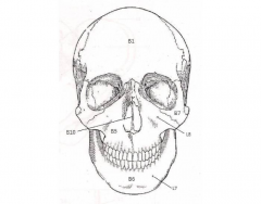Bones and Bony Landmarks of the Skull