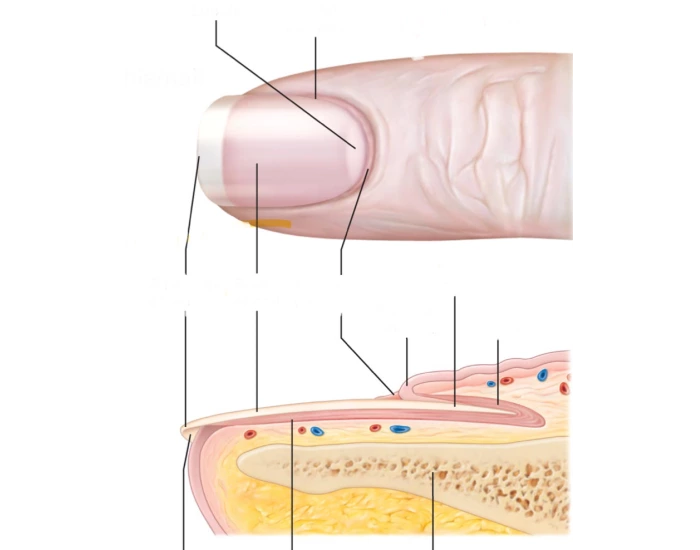Finger Insteument Integumentary/ finger Quiz