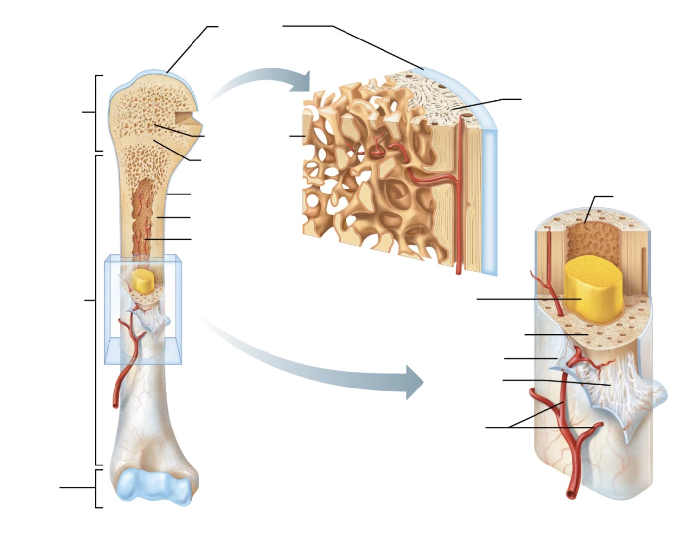 Bone anatomy Quiz