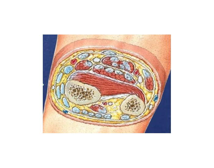 distal right forearm — Printable Worksheet