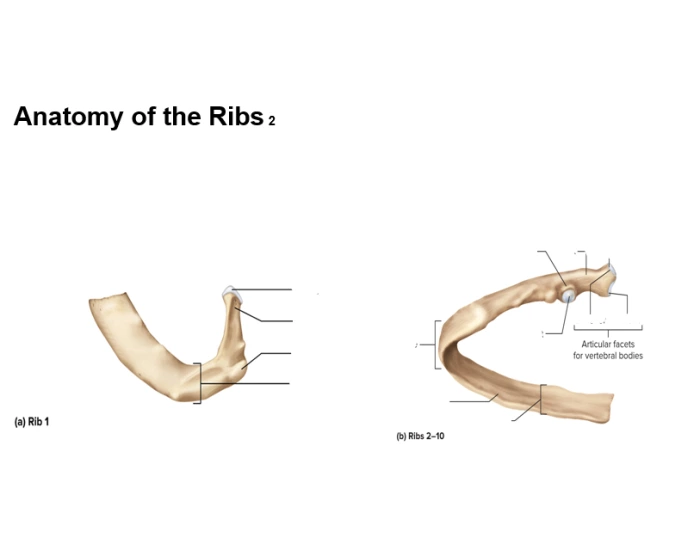 Anatomy of Rib Labeling Quiz