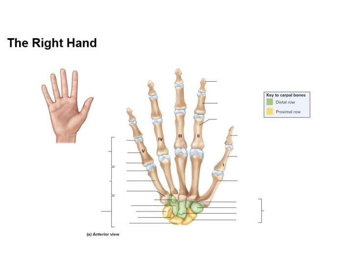 Identify Hand Hand Labeling Quiz