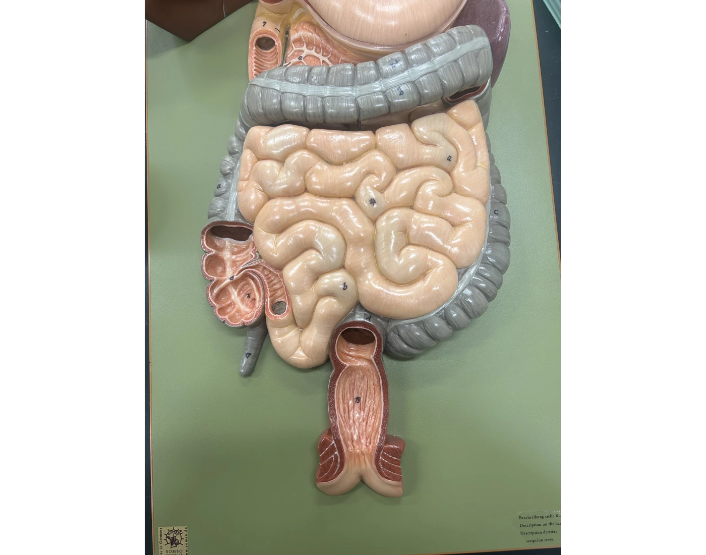Gingerbread Digestive Digestive System Gingerbread Model Quiz