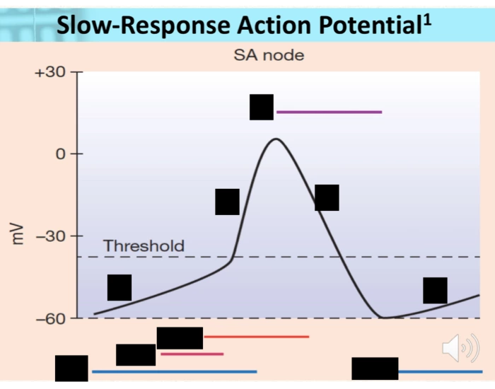 Slow-Response Action Potential Quiz