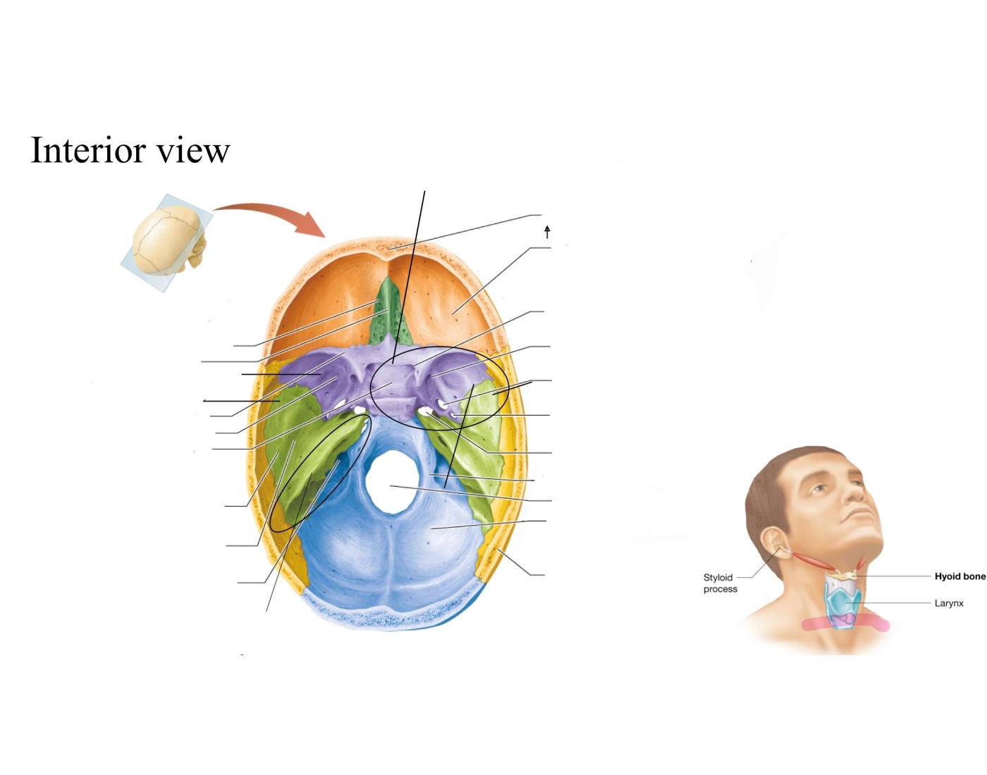 Interior view of superior Skull Quiz