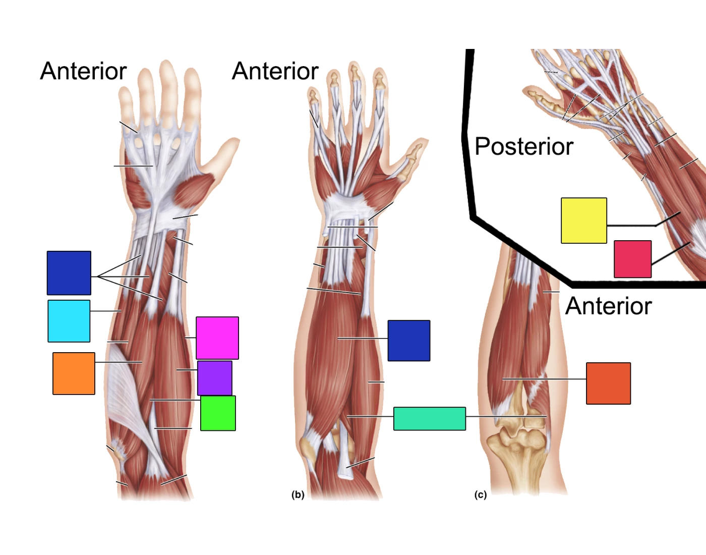 Extensor Group Muscles Forearm Muscles - Flexors and Extensors Quiz