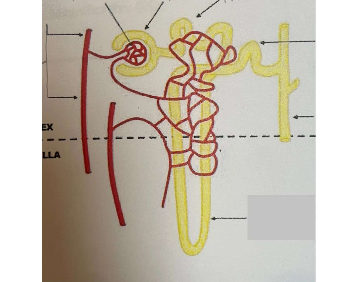 Nephron Worksheet.pdf Urinalysis Kidney Nephron Diagram — Printable Worksheet