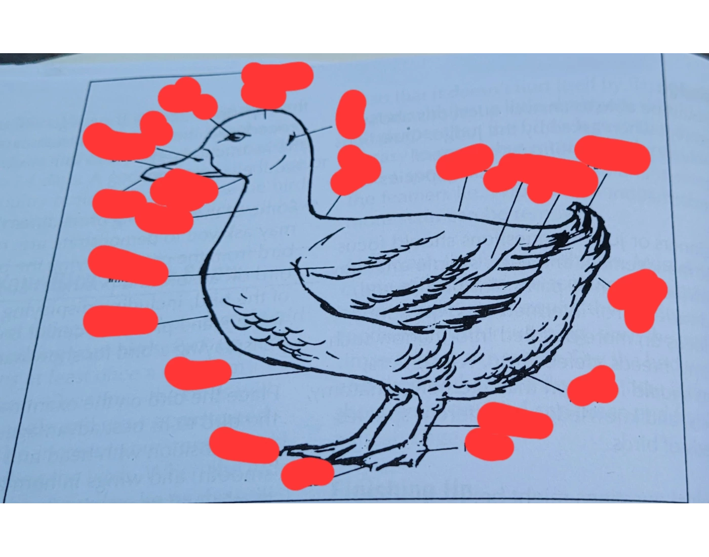 Duck Body Base Duck body parts โ Printable Worksheet