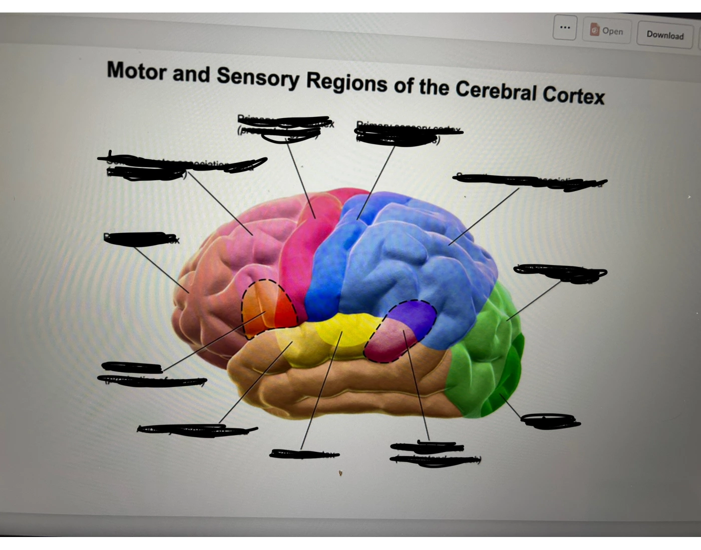 Cerebral Cortex Worksheet Motor and Sensory Regions of Cerebral Cortex — Printable Worksheet