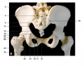 Bones hip posterior
