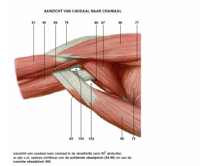 Muscles axilla anterior Quiz