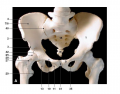 Bones Hip Anterior view