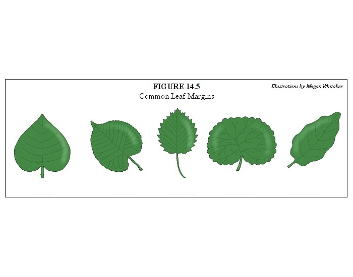 Common Leaf Margins Quiz