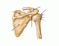 Boney landmarks of the shoulder