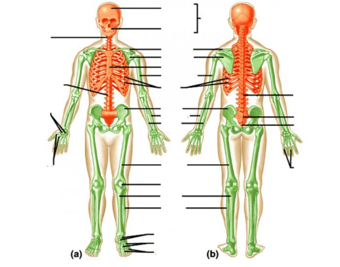 Bones 2016 Anatomy Quiz Bones 2016 Anatomy Quiz