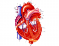 Anatomy - Heart (25 parts)