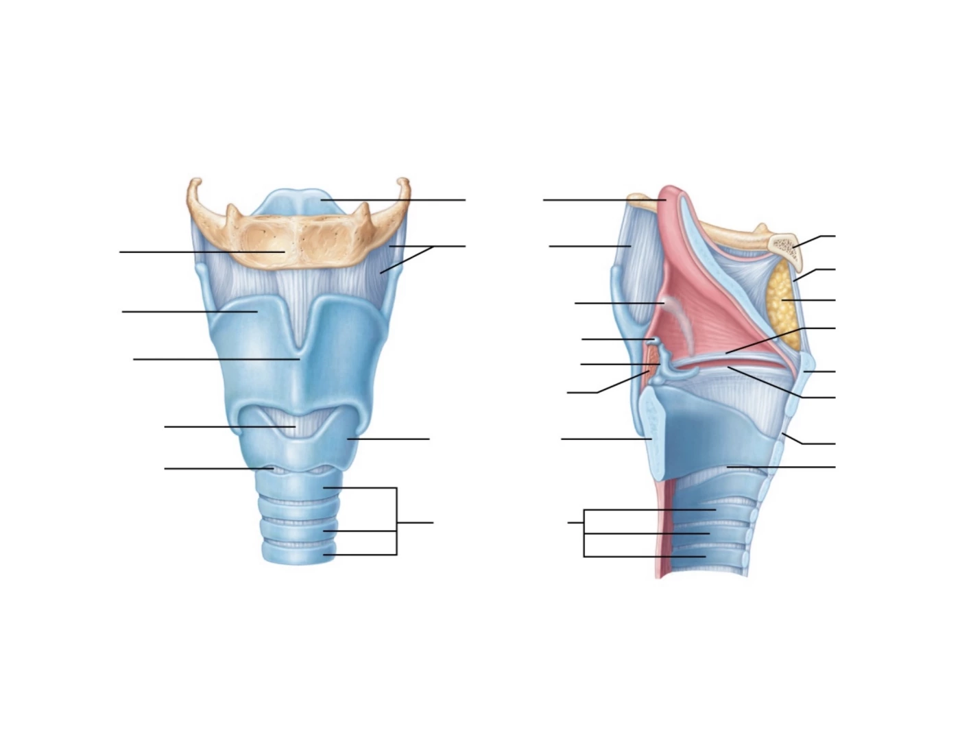 The Larynx Printable Worksheet