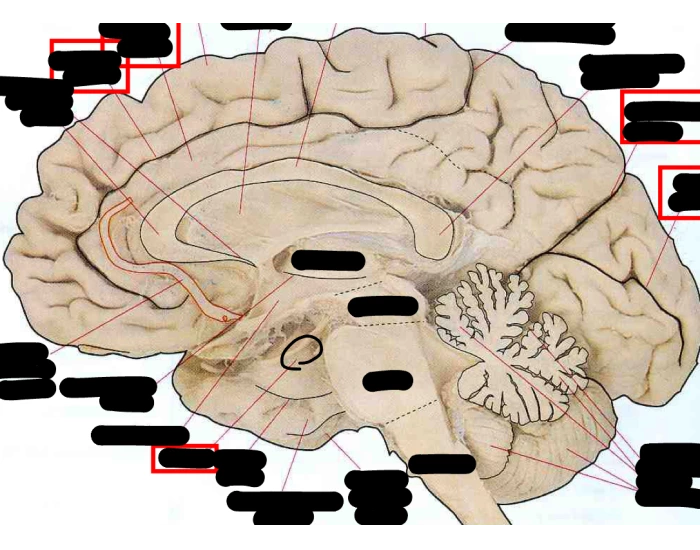 Right Mid Cortex Cerebral Cortex Mid Sagittal View — Printable Worksheet