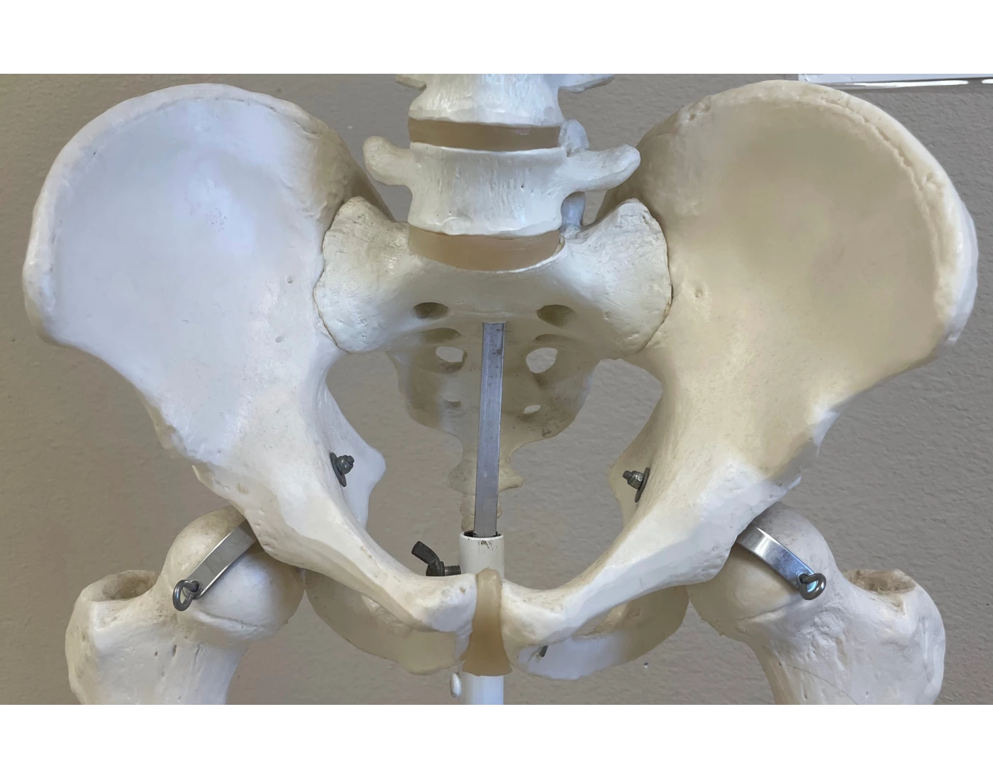 Pelvic Girdle Features Printable Worksheet