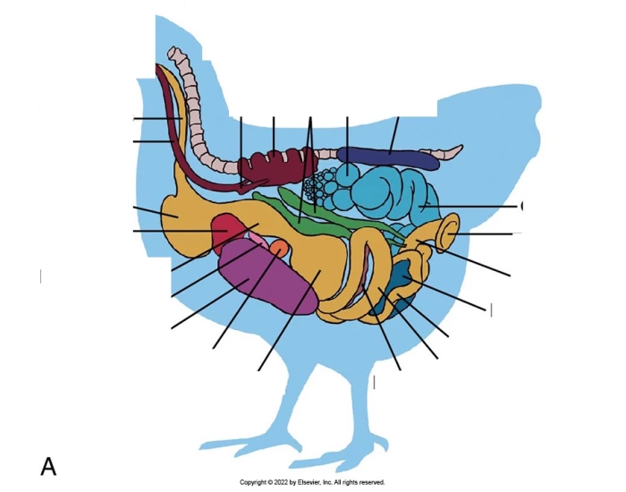 Chicken Organs Color Chart Internal Chicken Organ Label Quiz