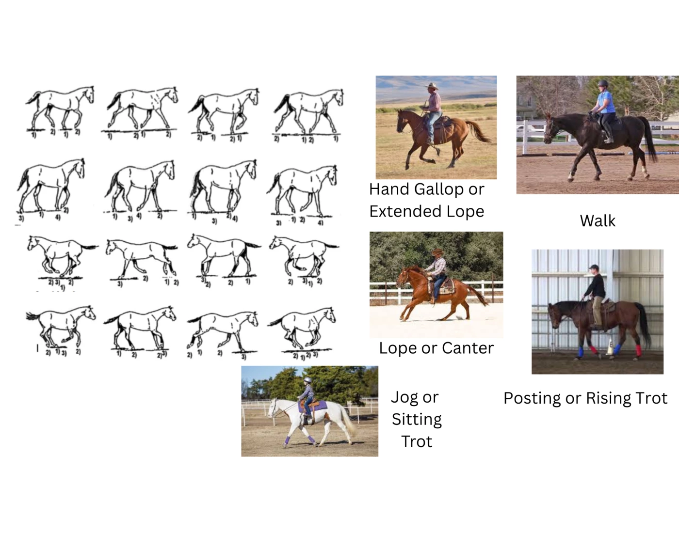 Trot Foot Fall Pattern Gaits and Foot Fall Patterns — Printable Worksheet