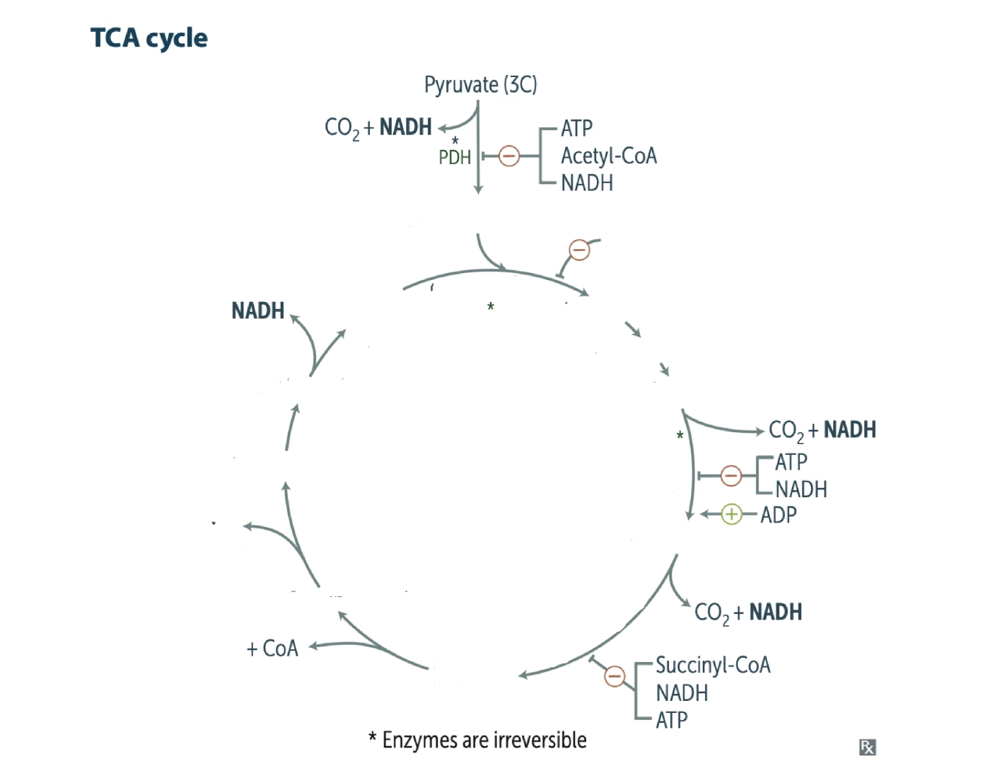Pms Tca TCA Cycle (USMLE S1) — Printable Worksheet