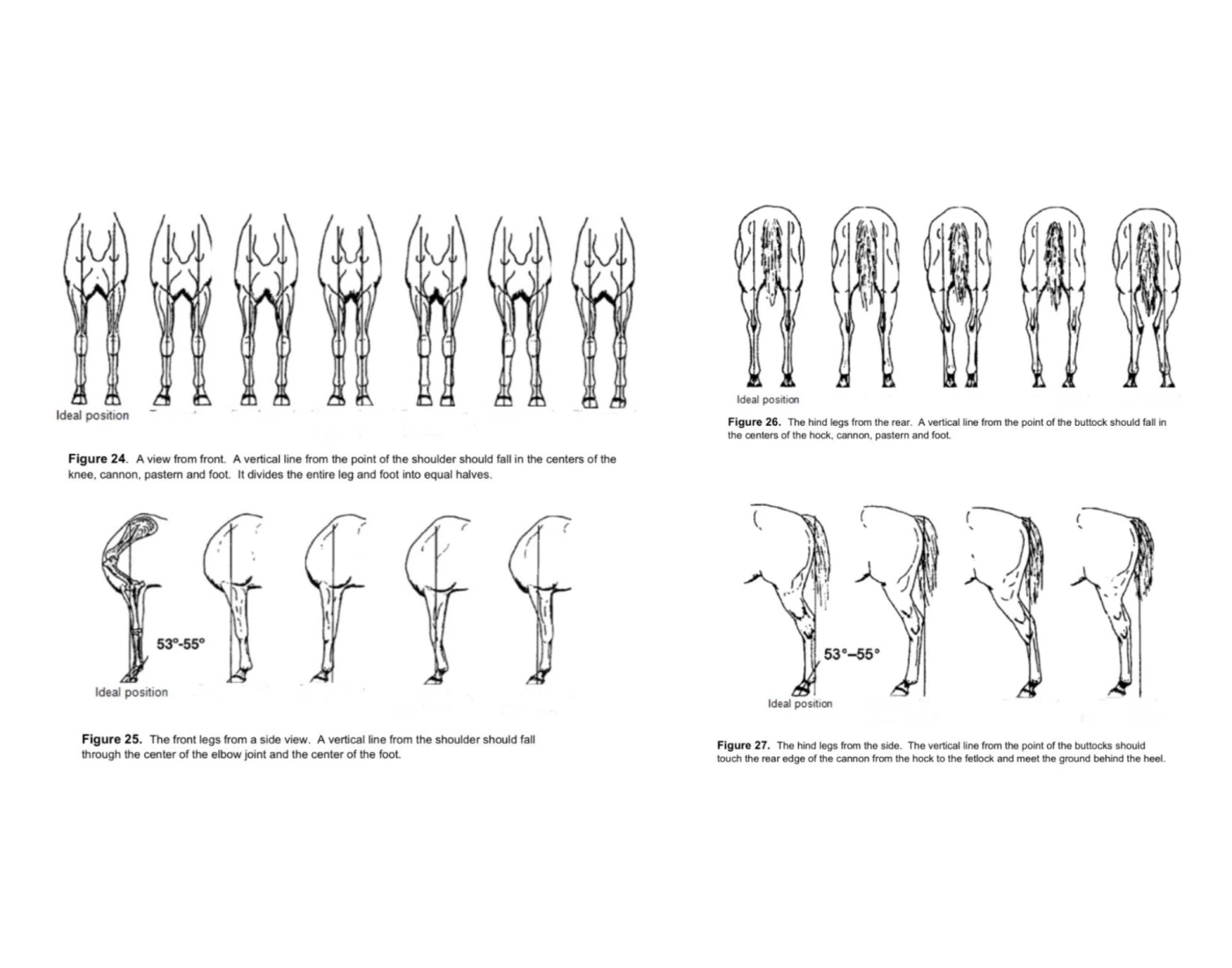 Leg Developement Leg Structure — Printable Worksheet