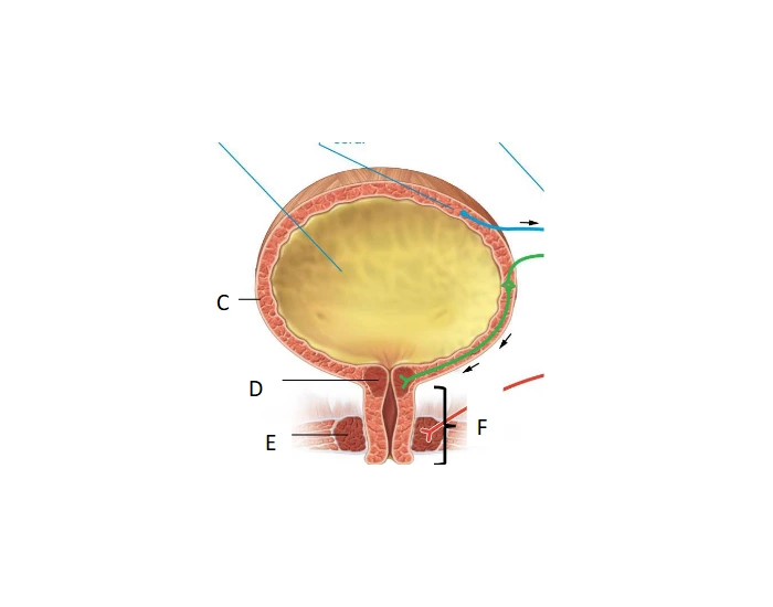 Bladder Game BIO 207 Urinary Bladder Quiz